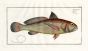 THE ANEY fish print  (Johnius Aneus - Sciaendae)