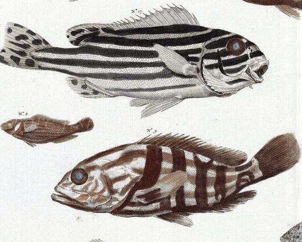cu. detail.