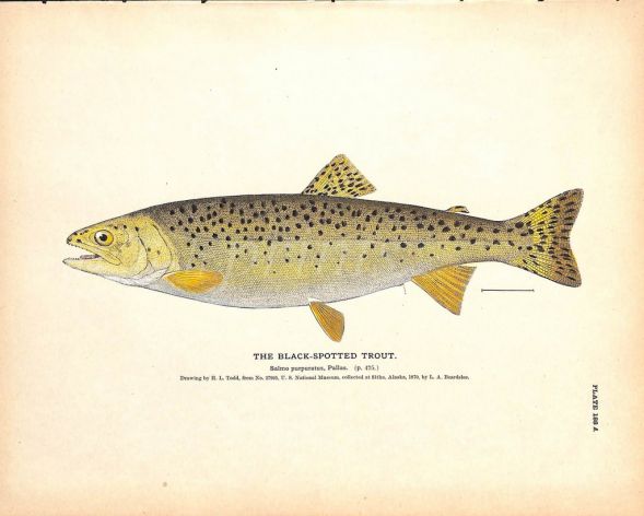 THE BLACK-SPOTTED TROUT print