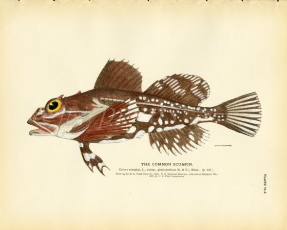 THE COMMON SCULPIN print