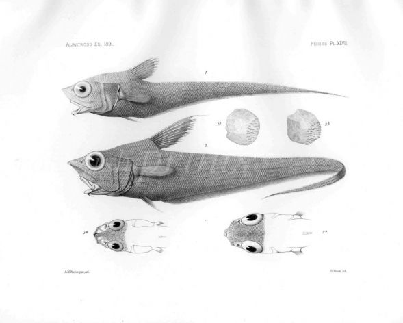 MACRURUS ORBITALIS & LORICATUS - Garman deep sea fish print