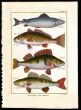 THE GRAYLING, PERCH & PIKEPERCH OR ZANDER print