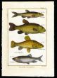 THE GUDGEON, TENCH, GOLDEN TENCH  & CHUB print