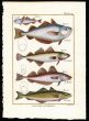 POUT, HAKE &  WHITING print