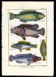 PARROTFISH, BALLAN WRASSE print