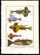 DRAGONET, STARGAZER print