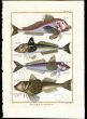 THE RED & GREY GURNARDS print