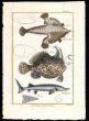 THE FROGFISH, ANGLERFISH & STURGEON print