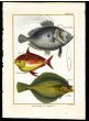 THE JOHN DORY, OPAH, HALIBUT print