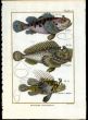 SCORPION FISH print