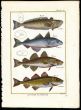WEEVERFISH, COD, HADDOCK print