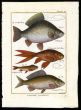 CRUCIAN & COMMON CARP, GOLDFISH print