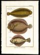 THE SOLE, CARRELET print