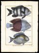 JAGUGUE, COQUETTE, SURGEON print