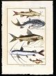 CATFISH print