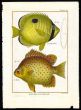THE TEARDROP BUTTERFLYFISH & SCAT print
