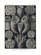 HAECKEL - TETRACORRALLA - SOLITARY & COLONIAL CORALS print 1899 -1904