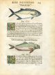 RONDELET FISH PRINT - THE LEERFISH - WOODCUT 1588   
