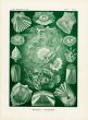 HAECKEL RAY-FINNED FISHES - SEA HORSE - ANGLERFISH - PARROTFISH - SOLE