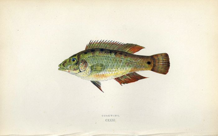 THE CORKWING WRASSE fish print