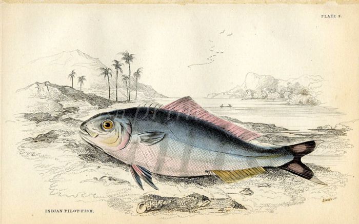JARDINE/LIZARS - THE  INDIAN PILOT-FISH  print