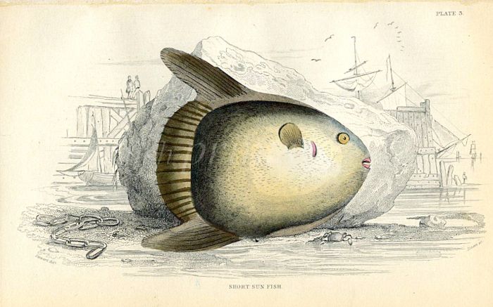 JARDINE/LIZARS - THE SHORT SUN FISH print