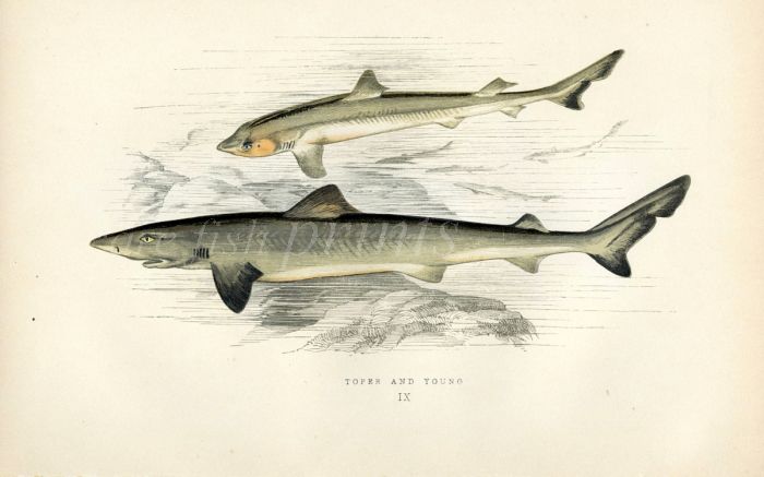 THE TOPE & YOUNG SHARK fish print