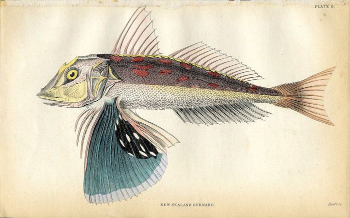 JARDINE/LIZARS - THE  NEW ZEALAND GURNARD fish print 1843