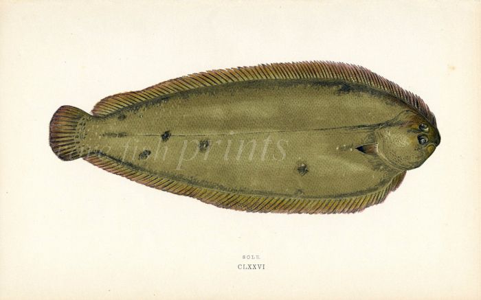 THE SOLE fish print