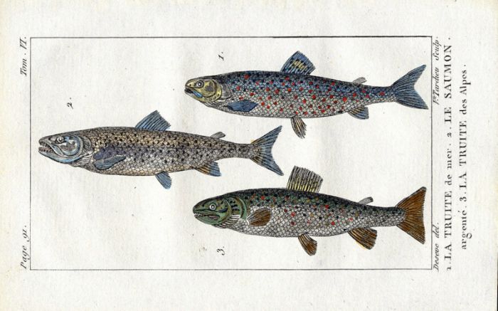 SEATROUT, SILVER SALMON, ARCTIC CHAR print
