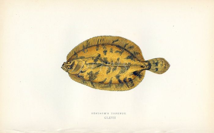 THE EKSTROM'S TOPKNOT fish print