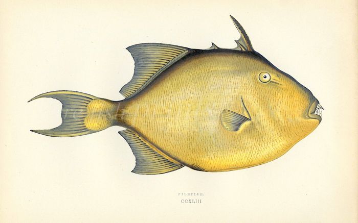 THE FILEFISH print