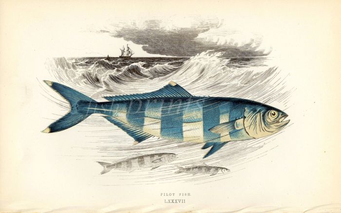 THE PILOT FISH print