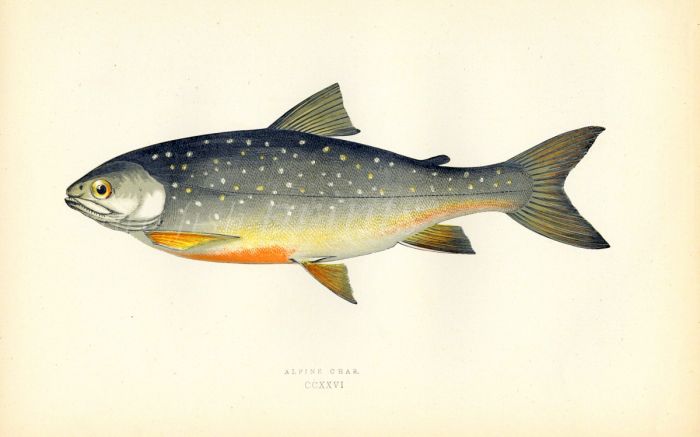 THE ALPINE CHAR fish print