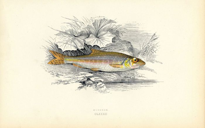 THE GUDGEON fish print