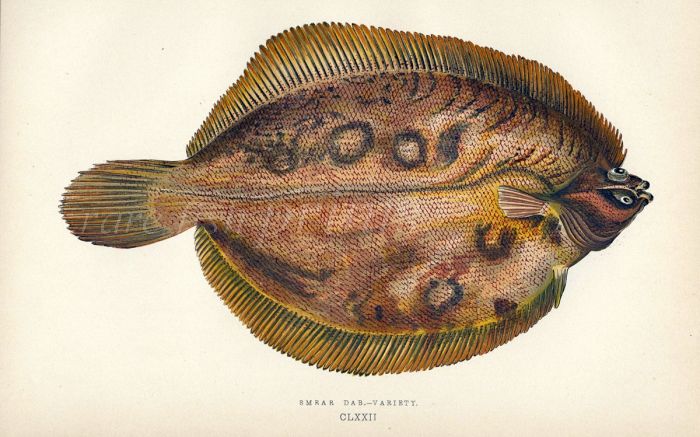 THE SMEAR DAB VARIETY fish print