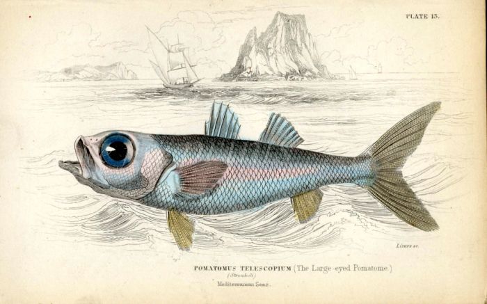 THE LARGE-EYED POMATOME print