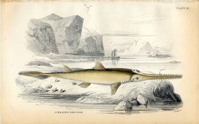 JARDINE/LIZARS - THE CIRRATED SAW-FISH  fish print