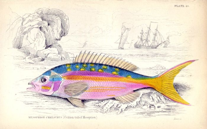 THE GOLDEN TAILED MESOPRION print