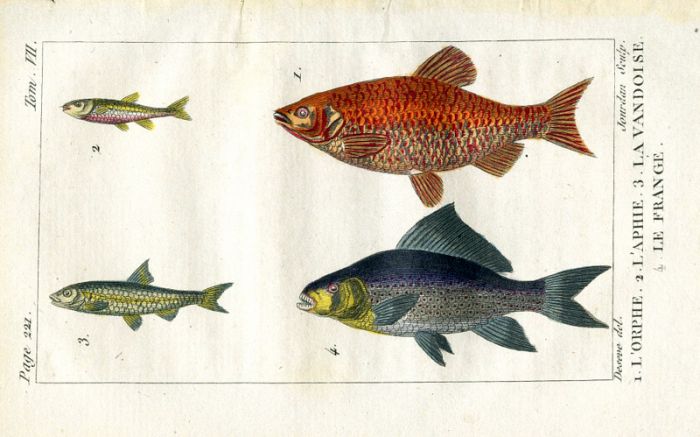 GOLDEN ORFE, FRINGED CARP print