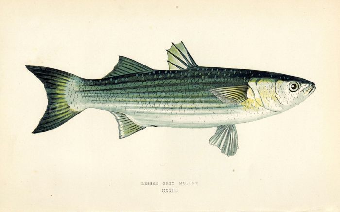 THE LESSER GREY MULLET fish print