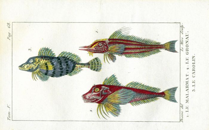 MAILED GURNARD, PIPER GURNARD, SMALLER FLYING FISH print
