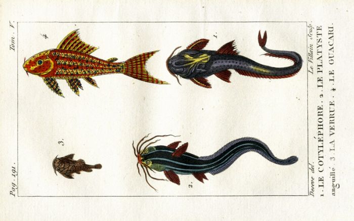 BANDED & EEL CATFISH, SUCKERMOUTH CATFISH print