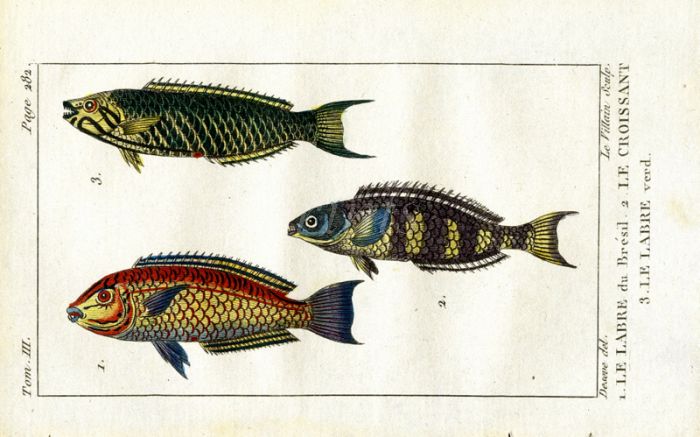 BRAZILIAN WRASSE, GREEN WRASSE, MOON WRASSE print