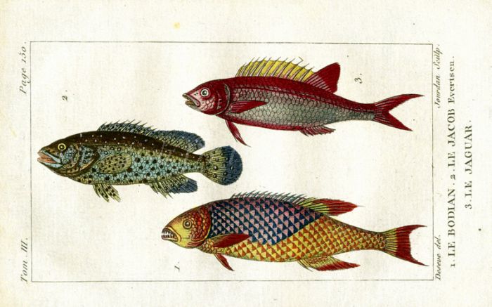 THE BODIAN, JENFISH, JAGUAR print