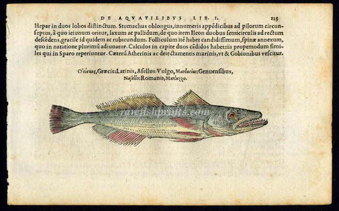 BELON WOODCUT FISH PRINTS - THE HAKE 1553