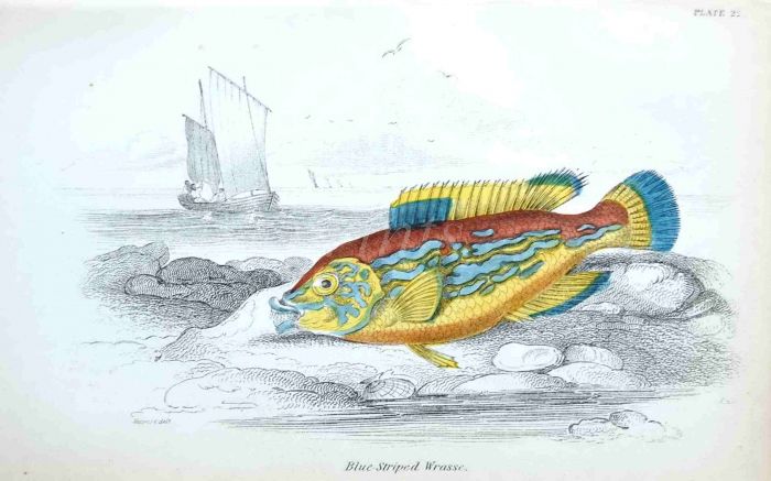 THE BLUE STRIPED WRASSE
