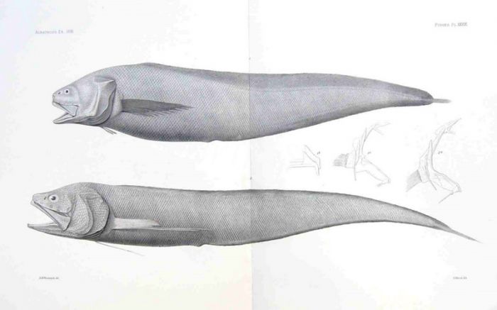 CUSK EEL - HOLCOMYCTERONUS, MIXONUS - Garman deep sea fish print