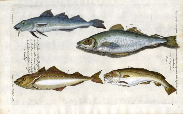 THE COD HADDOCK POLLOCK WHITING print