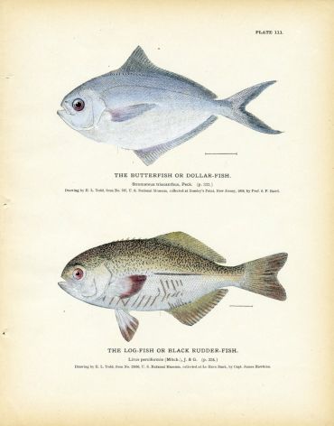 THE BUTTERFISH or DOLLAR- FISH print & THE LOG-FISH or BLACK RUDDER-FISH print